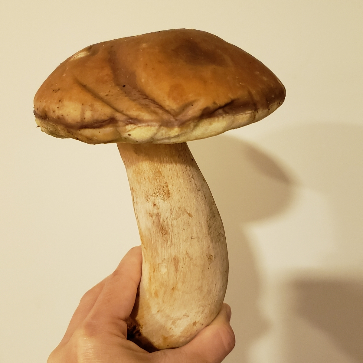 umami gastronomia Cogumelo Porcini Reviews abillion