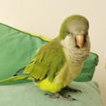 jumbino @jumbino profile image