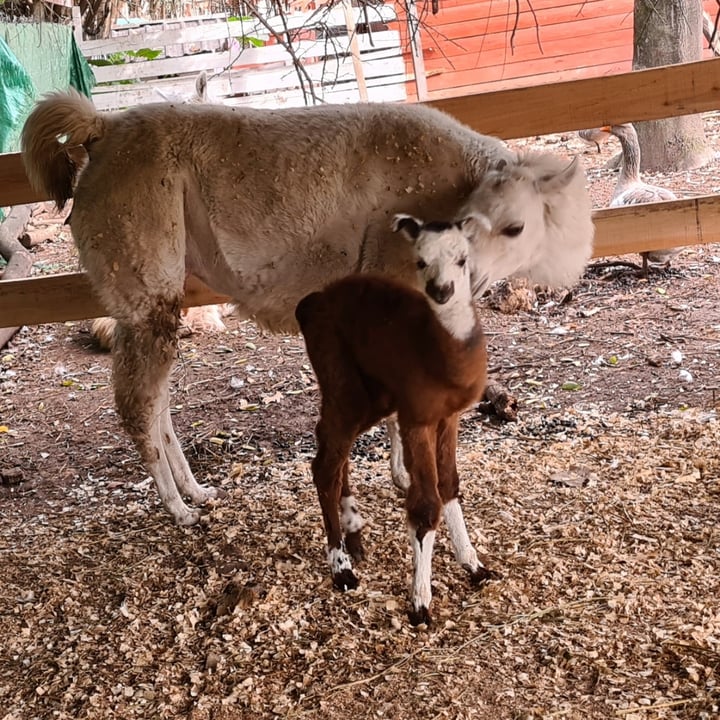 review photo shared by @elparaisoanimal on 29 Nov 2022 - post