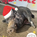 bfranceschiello @bfranceschiello profile image