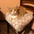 vege-et-al @vege-et-al profile image