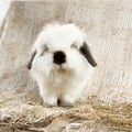 chantellerebeccad @chantellerebeccad profile image