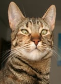 misi @misi profile image