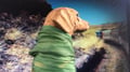 greenpiglet @greenpiglet profile image