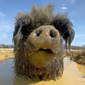 pigsaremyfriends @pigsaremyfriends profile image