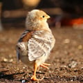 alicjaquddhy @alicjaquddhy profile image