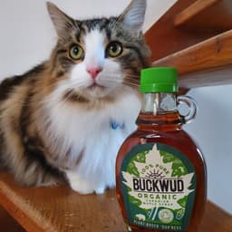 Buckwud