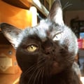 irismao @irismao profile image