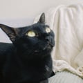 misssedgwick @misssedgwick profile image