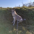 rosellapass @rosellapass profile image