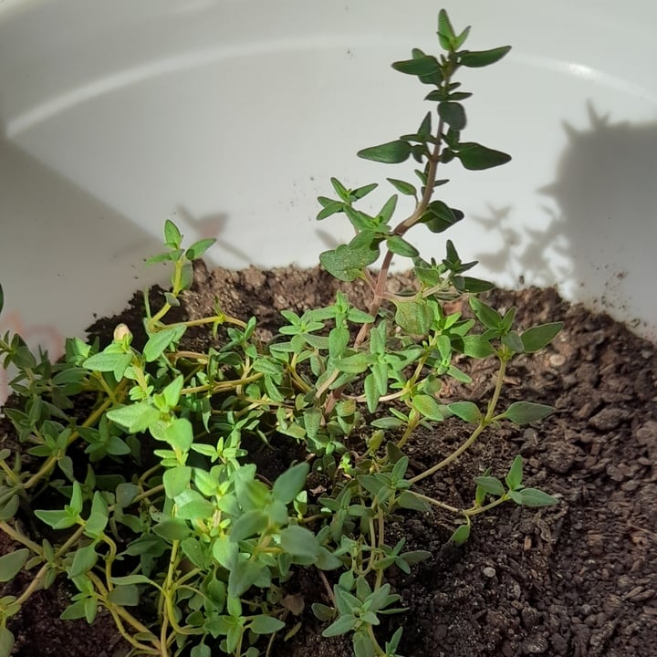 review photo shared by @danireich on 10 Jul 2022 - post