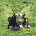lavacavegana @lavacavegana profile image
