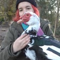 felixthephoenix @felixthephoenix profile image