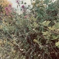 thebrambleberry @thebrambleberry profile image