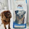 v-dog UK