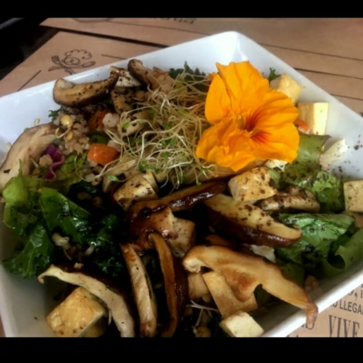 photo of Oli veggie food Aroyga shared by @patriciagarcia on  25 Oct 2020 - review