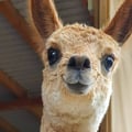 @giuliagioia profile image