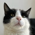 scavi @scavi profile image