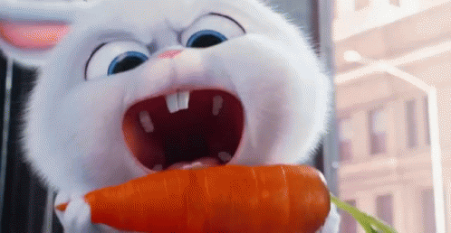 pets snowball eating carrot furiously