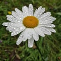 @veganmummy profile image