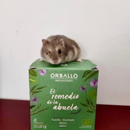 Orballo