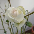 nala78 @nala78 profile image