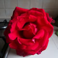 9sissi0 @9sissi0 profile image