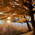 cris1806 @cris1806 profile image