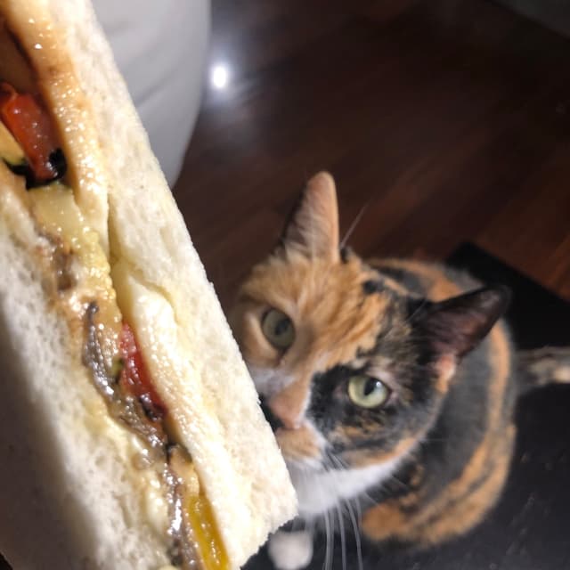 菜肴“Tramezzino peperone e formaggio”的照片