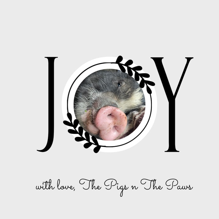 review photo shared by @pigsnpaws on 20 Dec 2022 - post