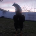 martinpaezi @martinpaezi profile image