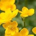 rosesilva @rosesilva profile image