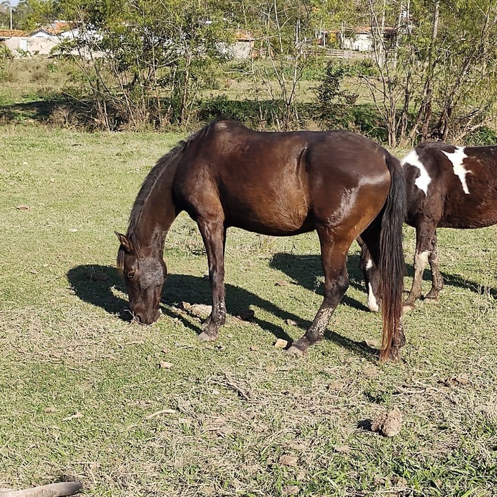 photo of Vegan Food Horses shared by @simonelivani on  03 Aug 2022 - review