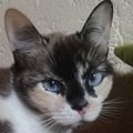 mimikyug @mimikyug profile image