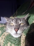 dianug @dianug profile image
