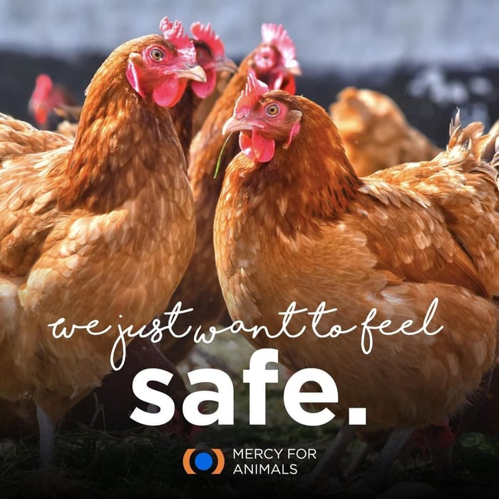 group of hens with a quote "We just want to feel safe: