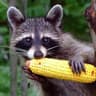 Le Raton Saveur