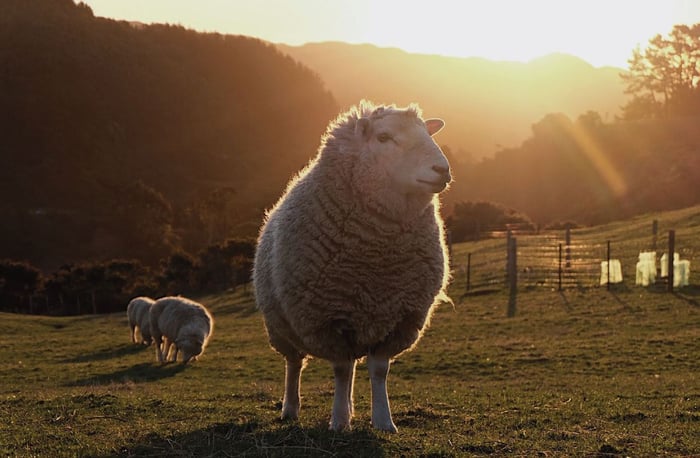 sheep from black sheep animal sanctuary