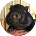 alphanumer1c @alphanumer1c profile image