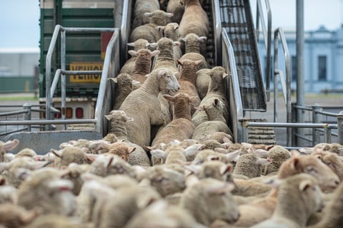 10 Reasons to Choose Wool Alternatives