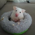 runa @runa profile image