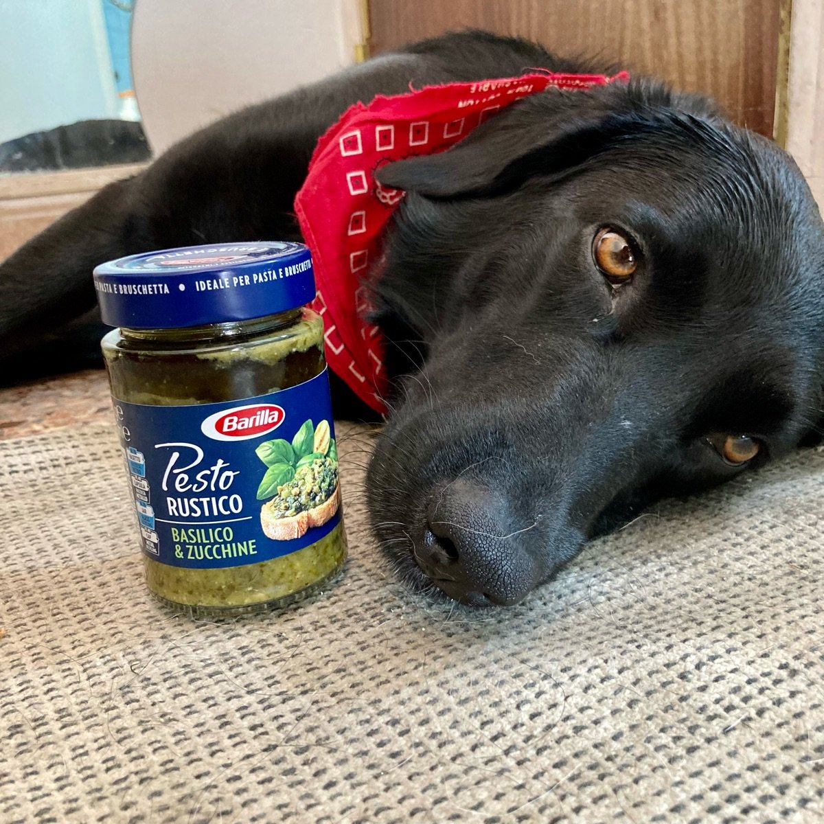 Barilla Pesto Rustico Basilico e Zucchine Reviews abillion