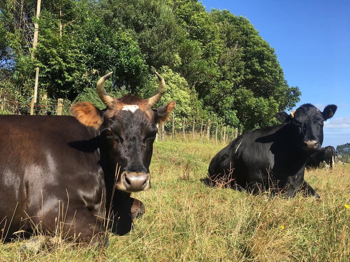 Straun and Iris from black sheep animal sanctuary