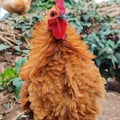 andremeic @andremeic profile image