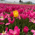 vancityveg @vancityveg profile image