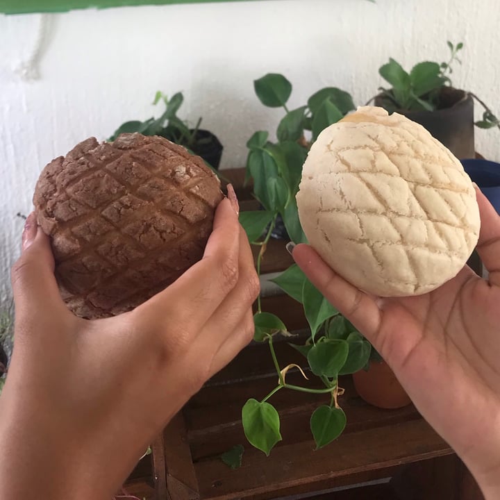 review photo of Basic Foodie Concha De Vainilla shared by @gatitahada on 19 Sep 2021 - review