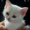 rositarm @rositarm profile image
