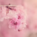 sarabellei @sarabellei profile image