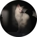 sylvacharm @sylvacharm profile image
