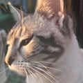 manuelanervi @manuelanervi profile image